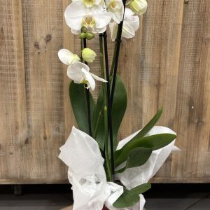 Orchidée phalaenopsis blanche 2 tiges + cache pot