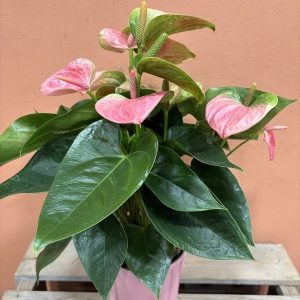 Anthurium + cache pot
