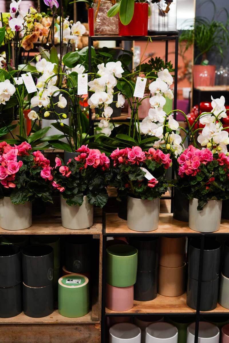 Galerie printemps 2026 fleurs d'ines (1)